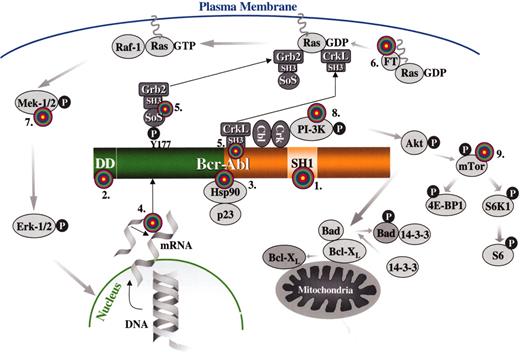 Melo et al Figure 2. Targets for molecular therapy. / Each target is numbered and marked with a “target” sign. 1. The SH1 or tyrosine kinase domain of Bcr-Abl: its activity can be inhibited by signal transduction inhibitors, such as imatinib mesylate or adaphostin. 2. The dimerization (coiled-coil) domain of Bcr-Abl: deletion/mutation or blocking of this domain with peptides that prevent oligomerization renders Bcr-Abl nontransforming. 3. Heat-shock protein 90 (Hsp90): Hsp90 functions as chaperone that maintains the stability of the Bcr-Abl protein; antagonists of Hsp90, such as geldanamycin, destabilize Bcr-Abl and promote its proteasomal degradation. 4. BCR-ABL mRNA: synthesis of the Bcr-Abl oncoprotein may be suppressed by inhibiting BCR-ABL mRNA by either antisense oligonucleotides, siRNA molecules, ribozymes or DNAzymes. 5. The SH3 domains of the adapter proteins Grb2 or CrkL: synthetic peptides that bind to these domains “uncouple” Bcr-Abl from downstream signaling pathways. 6. Farnesyl transferase: inhibitors of farnesyl transferase suppress Ras signaling by preventing the attachment of a farnesyl group to Ras; farnesyl groups are essential for the normal functioning of Ras since they tether these G-proteins to the plasma membrane. 7. Mek (MAPK or ERK Kinase): Bcr-Abl constitutively activates the Ras-Raf-Mek-Erk pathway; Mek inhibitors may be useful for inhibiting this mitogenic cascade 8. PI-3 kinase: PI-3 kinase associates with Bcr-Abl and undergoes activation as a result of tyrosine phosphorylation; PI-3 kinase cell signaling may be inhibited with compounds such as wortmannin or LY294002, resulting in apoptosis by activation of Bad (proapoptotic) via Akt and its dissociation from Bcl-XL (antiapoptotic). 9. mTOR: this PI-3 kinase effector and two of its substrates, ribosomal protein S6 and 4E-BP1, are constitutively phosphorylated in a Bcr-Abl-dependent manner; the pathway can be inhibited by rapamycin.