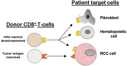 Childs Figure 12. (in Storb et al). Allogeneic T cells identified in renal cell carcinoma (RCC) patients with a graft-versus-tumor (GVT) effect.