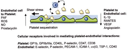 Aird Figure 1. (in Warkentin et al). Schematic of interactions between platelets and endothelial cells. / Shown are three endothelial cells, a number of small platelets, and a representative monocyte. Vertical arrows indicate soluble molecules that are released by one cell type and signal in the other. Curved and horizontal arrows indicate platelet-leukocyte cross talk and shear stress, respectively, both of which may impact on the nature of endothelial-platelet interactions. At bottom are platelet and endothelial receptors that have been implicated in mediating interactions between these two cell types. / Abbreviations: PAF, platelet activating factor; ROS, reactive oxygen species; NO, nitric oxide; IL-1, interleukin-1; VEGF, vascular endothelial growth factor; GP, glycoprotein; PECAM-1, platelet endothelial adhesion molecule-1; ICAM-1, intercellular adhesion molecule-1; TSP-1, thrombospondin-1.