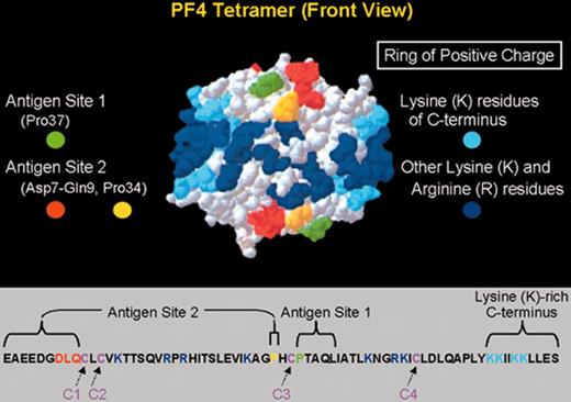 Warkentin Figure 4. Primary and secondary structure of PF4 in relation to HIT neoepitopes. / (Top) A 3-dimensional representation of the PF4 tetramer is shown, indicating the 2 neoepitope sites identified by Li et al.6 The “ring of positive charge” formed by the lysine residues in the C-terminus of PF4 (light blue) and other lysine and arginine residues (dark blue) is also shown. (Bottom) The linear sequence of the 70–amino acid polypeptide of a single PF4 molecule is shown. Four such polypeptides combine to form the PF4 tetramer. PF4 is classified as a member of the C-X-C subfamily of chemokines because of its cysteine10-leucine11-cysteine12 sequence. / Abbreviations: PF4, platelet factor 4. / Adapted with permission from Li et al.6