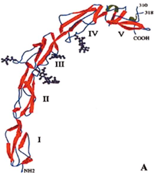 Rand Figure 6. (in Warkentin et al). Structure of human plasma β2GPI. / (A) Ribbon model of β2GPI based upon crystal structure: the protein is composed of an extended chain of 5 SCR domains having a “fishhook” appearance. The structure of SCR domain V deviates from the standard fold of the 4 other domains and forms the putative phospholipid-binding site. β-strands are shown in red and helices in green. / (B) The structural data suggest a simple membrane-binding mechanism in which the cationic patch of domain V has an affinity for anionic phospholipid. The stretch of Ser311 to Lys317 forms a hydrophobic loop that inserts into the lipid bilayer and positions Trp316 at the interface region between the acyl chains and the phosphate headgroups of the lipids, thereby anchoring the β2GPI in the membrane. / Current data support the hypothesis that aPL antibodies reactive against β2GPI mainly recognize epitopes on domains I and II and that antibody-mediated dimerization of β2GPI markedly increases the affinity of β2GPI for phospholipid. / Reprinted with permission from Bouma B, de Groot PG, van den Elsen JM, et al. Adhesion mechanism of human beta(2)-glycoprotein I to phospholipids based on its crystal structure. EMBO J. 1999;18:5166–5174. / Abbreviations: aPL, antiphospholipid; β2GPI, β2-glycoprotein I; SCR, short consensus repeat.