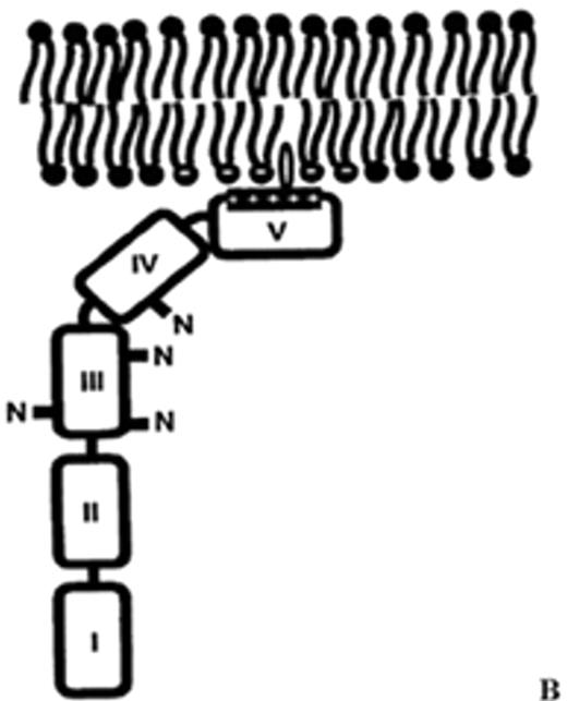 Rand Figure 6. (in Warkentin et al). Structure of human plasma β2GPI. / (A) Ribbon model of β2GPI based upon crystal structure: the protein is composed of an extended chain of 5 SCR domains having a “fishhook” appearance. The structure of SCR domain V deviates from the standard fold of the 4 other domains and forms the putative phospholipid-binding site. β-strands are shown in red and helices in green. / (B) The structural data suggest a simple membrane-binding mechanism in which the cationic patch of domain V has an affinity for anionic phospholipid. The stretch of Ser311 to Lys317 forms a hydrophobic loop that inserts into the lipid bilayer and positions Trp316 at the interface region between the acyl chains and the phosphate headgroups of the lipids, thereby anchoring the β2GPI in the membrane. / Current data support the hypothesis that aPL antibodies reactive against β2GPI mainly recognize epitopes on domains I and II and that antibody-mediated dimerization of β2GPI markedly increases the affinity of β2GPI for phospholipid. / Reprinted with permission from Bouma B, de Groot PG, van den Elsen JM, et al. Adhesion mechanism of human beta(2)-glycoprotein I to phospholipids based on its crystal structure. EMBO J. 1999;18:5166–5174. / Abbreviations: aPL, antiphospholipid; β2GPI, β2-glycoprotein I; SCR, short consensus repeat.