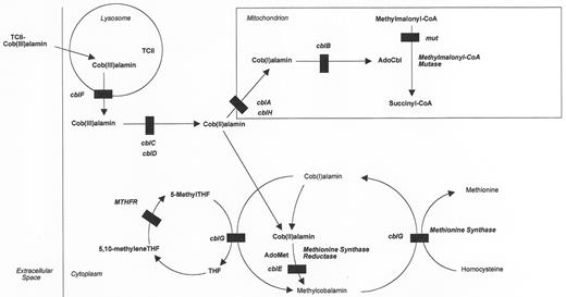 Figure 3. Cobalamin metabolism in mammalian cells.The pathways by which vitamin B12 (cobalamin) is taken up by cells and converted to its active coenzyme derivatives are shown. The steps affected by inborn errors of cobalamin metabolism (cblA-cblH, mut), as well as MTHFR deficiency are shown. The methionine synthase reaction (cblG) is shown twice in order to separate folate and homocysteine metabolism. / Abbreviations: AdoCbl, Adenosylcobalamin; AdoMet, S-adenosylmethionine; 5-Methyl-THF, methyltetrahydrofolate; MTHFR, methylenetetrahydrofolate reductase; TCII, transcobalamin II.