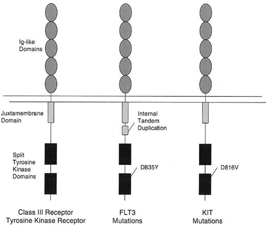 Figure 1. Mutations of two class III receptor tyrosine kinases in acute myelogenous leukemia (AML).FLT3 is mutated in approximately 30% of patients with AML and KIT in 5%. The most common type of mutation consists of internal tandem duplications of amino acids in the juxtamembrane domain. These are variable in length from patient to patient, but are always in frame. These repeat sequences may serve to disrupt auto-inhibitory activity of the juxtamembrane domain resulting in constitutive tyrosine kinase activation. The second type of mutation are point mutations in the so-called “activation loop” of the second tyrosine kinase domain. Mutations at a specific aspartic acid residue, D835, which is highly conserved among tyrosine kinases, results in constitutive FLT3 activation. KIT mutations in AML are typically found in the analogous asparagine, D816. Activating loops are thought also to exert auto-inhibitory function by limited access of adenosine triphosphate (ATP) and substrate to the catalytic domain. Mutations at this asparagine are thought to alter the configuration of the activation loop in a manner similar to that of ligand induced conformational changes. KIT mutations in gastrointestinal stromal cell tumors are found in the juxtamembrane (JM) domain or the extracellular domain.