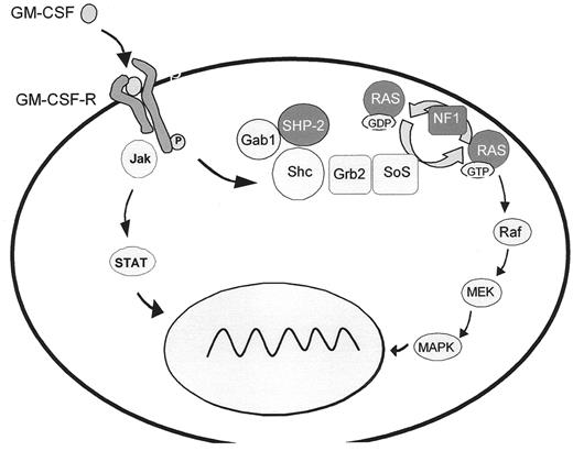 Figure 4. Model outlining the roles of SHP-2, RAS, and NF1 in the granulocyte-macrophage colony-stimulating factor (GM-CSF) signal transduction pathway. In juvenile myelomonocytic leukemia (JMML), molecular alterations have been demonstrated in PTPN11 (the gene encoding SHP-2), RAS and NF1 in approximately 35%, 25% and 25% of patients, respectively.