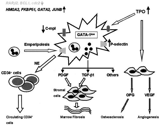 Figure 5. Potential pathogenetic mechanisms in myelofibrosis with myeloid metaplasia (MMM). / In mice, either thrombopoietin (TPO) overexposure or intrinsic GATA-1 underexpression results in megakaryocyte proliferation and the MMM phenotype. Megakaryocytes in such mice as well as in human MMM under-express the TPO receptor (c-mpl). This in turn might lead to decreased TPO clearance and local TPO excess. That might further contribute to megakaryocyte accumulation and stromal cell stimulation of cytokine production. Abnormal release of transforming growth factor-β (TGF-β), platelet-derived growth factor (PDGF), and neutrophil elastase (NE) might result from pathologic interaction between MMM megakaryocytes and neutrophils. These cytokines, either directly or indirectly through vascular endothelial growth factor (VEGF) and osteoprotegerin (OPG), might contribute to several components of the stromal reaction in MMM.