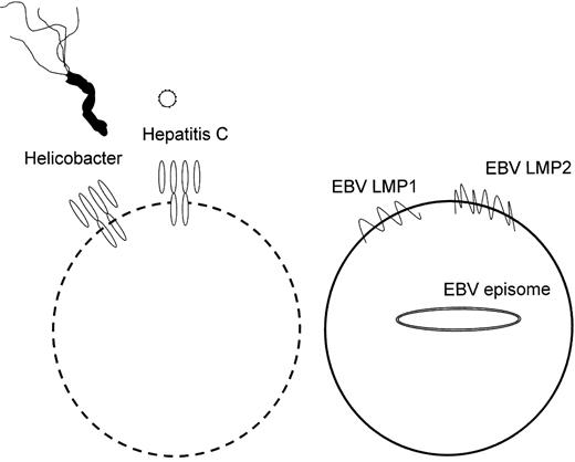 Figure 1. Different pathways lead to lymphoma.