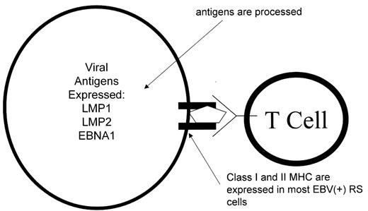 Figure 3. Epstein-Barr virus (EBV) Hodgkin’s as an immune target.