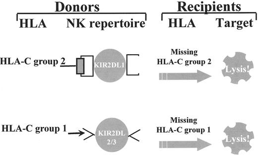 Figure 1. Donor-versus-recipient natural killer (NK) cell alloreactivity. / Individuals who express Group 2 HLA-C alleles and possess NK cells that express killer cell immunoglobulin-like receptors (KIRs) specific for Group 2 HLA-C alleles (KIR2DL1) are alloreactive against cells from individuals who do not express Group 2 HLA-C alleles (who are homozygous for Group 1 HLA-C alleles) (top). Individuals who express Group 1 HLA-C alleles possess NK cells with KIRs specific for Group 1 HLA-C alleles (KIR2DL2 and/or KIR2DL3) and are alloreactive against cells from individuals who do not express Group 1 HLA-C alleles (who are homozygous for Group 2 HLA-C alleles) (bottom).