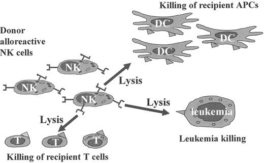Figure 2. The figure summarizes data from preclinical murine models and clinical haploidentical transplantation.2. / Donor-versus-recipient alloreactive natural killer (NK) cells eliminate residual leukemic cells. In addition, they ablate host-type dendritic cells, i.e., the cells that are responsible for triggering graft-versus-host disease (GVHD). NK cells also attack residual host lympho-hematopoietic cells, including T lymphocytes that are responsible for graft rejection.