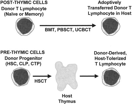 Figure 1. Two pathways for generation of T lymphocytes after hematopoietic stem cell transplantation (HSCT). / Shown at top is the adoptive transfer of post-thymic T cells which then undergo expansion in the host, resulting in a limited repertoire of mature T lymphocytes that can rapidly confer antigen-specific responses, including graft-versus-host disease (GVHD). Below is shown the pathway for differentiation of pre-thymic progenitors by migration into the recipient thymus, resulting in the slow generation of a diverse repertoire that is host-tolerant.