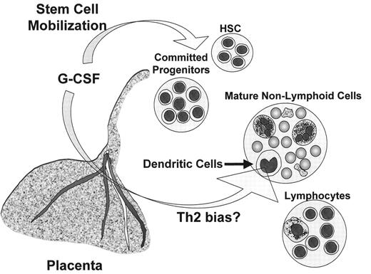 Figure 2. Placental granulocyte colony-stimulating factor (G-CSF) production affects umbilical cord blood cells (UCBC). / G-CSF produced in the placenta may affect both fetal HSC and dendritic cells. Placental G-CSF may induce mobilization of the fetal HSC, resulting in significant numbers of circulating HSC among UCBC, which declines rapidly after delivery. G-CSF may also suppress the immunological potency of fetal dendritic cells by interfering with IL-12 production and co-stimulatory activity. As a result, the immune responsiveness of fetal T lymphocytes is attenuated and skewed away from Th1 responses.