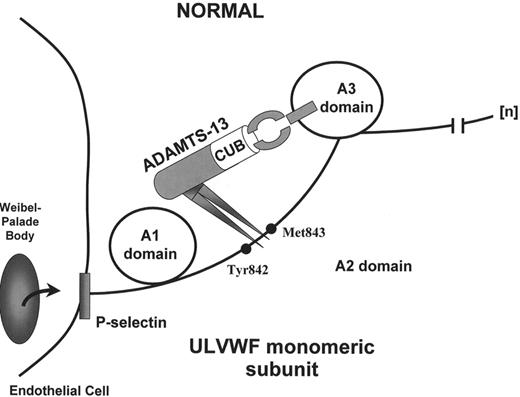 Figure 2. ADAMTS13 activity in normal and thrombotic thrombocytopenia purpura (TTP) plasma. / (A) In normal individuals, ADAMTS13 enzyme molecules from the plasma attach to, and then cleave, unusually large von Willebrand factor (ULVWF) multimers that are secreted in long “strings” from stimulated endothelial cells. / (B) The ULVWF multimeric strings may be anchored in the endothelial cell membrane to P-selectin molecules that are secreted concurrently with the ULVWF multimers from Weibel-Palade bodies. P-selectin molecules are retained in the endothelial cell membrane by a transmembrane portion. Each ADAMTS13 molecule may dock via one or both of its C-terminal CUB domains, possibly along with one or more thrombospondin-1-like domains, to exposed A3 domains in ULVWF monomeric subunits. The attached ADAMTS13 molecules then cleave Tyr 842–843 Met peptide bonds in the adjacent A2 domains of ULVWF monomeric subunits. The smaller VWF forms that circulate after cleavage do not induce the adhesion and aggregation of platelets during normal blood flow. / (C) Absent or severely reduced activity of ADAMTS13 in patients with TTP prevents the timely cleavage of ULVWF multimers secreted by endothelial cells. Uncleaved ULVWF multimers induce the adhesion and subsequent aggregation of platelets in flowing blood. Congenital deficiencies of ADAMTS13 activity caused by gene mutations or acquired defects of ADAMTS13 caused by autoantibodies result in TTP.