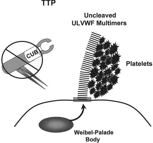 Figure 2. ADAMTS13 activity in normal and thrombotic thrombocytopenia purpura (TTP) plasma. / (A) In normal individuals, ADAMTS13 enzyme molecules from the plasma attach to, and then cleave, unusually large von Willebrand factor (ULVWF) multimers that are secreted in long “strings” from stimulated endothelial cells. / (B) The ULVWF multimeric strings may be anchored in the endothelial cell membrane to P-selectin molecules that are secreted concurrently with the ULVWF multimers from Weibel-Palade bodies. P-selectin molecules are retained in the endothelial cell membrane by a transmembrane portion. Each ADAMTS13 molecule may dock via one or both of its C-terminal CUB domains, possibly along with one or more thrombospondin-1-like domains, to exposed A3 domains in ULVWF monomeric subunits. The attached ADAMTS13 molecules then cleave Tyr 842–843 Met peptide bonds in the adjacent A2 domains of ULVWF monomeric subunits. The smaller VWF forms that circulate after cleavage do not induce the adhesion and aggregation of platelets during normal blood flow. / (C) Absent or severely reduced activity of ADAMTS13 in patients with TTP prevents the timely cleavage of ULVWF multimers secreted by endothelial cells. Uncleaved ULVWF multimers induce the adhesion and subsequent aggregation of platelets in flowing blood. Congenital deficiencies of ADAMTS13 activity caused by gene mutations or acquired defects of ADAMTS13 caused by autoantibodies result in TTP.