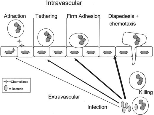 Figure 2. Normal polymorphonuclear leukocyte (PMN) emigration from the vasculature to the site of infection in the tissues. / In response to an infection in the tissues, inflammatory signals (arrows) diffuse to the vasculature and activate the vascular endothelium causing release of chemokines (4-pointed stars), which attract PMNs to the endothelial surface. Attraction is followed by selectin-mediated PMN rolling and β2-integrin:ICAM-1 mediated firm adhesion of PMNs to endothelial cells (ECs).10 These PMNs, which have undergone a change from a non-adhesive to an adhesive phenotype are now primed.10,31 Priming of PMNs enhances the microbicidal function of PMNs to a subsequent stimulus and changes the activity of PMNs such that stimuli that normally do not cause activation of quiescent neutrophils are able to activate primed PMNs.10,31 It is important to note that priming is part of the orderly process of PMN transmigration to the tissues, and although there are benefits to enhanced PMN function including efficient destruction of pathogens, it is clear priming may be detrimental to the host leading to PMN-mediated organ injury, especially acute respiratory distress syndrome (ARDS).10,31 The PMNs then diapedese through the endothelial layer, chemotax to the site of infection and phagocytize and destroy the bacterial invaders.10