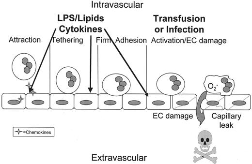 Figure 3. Polymorphonuclear leukocyte (PMN)–mediated tissue injury. / If the orderly process of PMN transmigration is altered by a stimulus coming from the intravascular space (arrows) rather than the tissues, these intravascular stimuli activate vascular endothelial cells (ECs) and cause attraction, firm adhesion and priming of PMNs. As shown the vascular endothelium is activated causing the release of chemokines (stars) that attract PMNs to the endothelial surface followed by selectin-mediated tethering and firm adhesion through the ICAM-1:β2-integrin interaction. However, since there are not signals to cause diapedesis and PMN chemotaxis into the tissues, the PMNs become sequestered, and these primed, hyper-reactive leukocytes may be activated by stimuli that normally have no effect including antibodies directed against specific leukocyte antigens or the lipids that accumulate during routine storage of cellular blood components. Activation of these adherent PMNs causes endothelial damage (ECs with diagonal lines), capillary leak (the large arrow), and organ injury.10