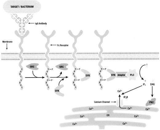 Figure 6. Proximal signal transduction by activating Fcγ receptors.