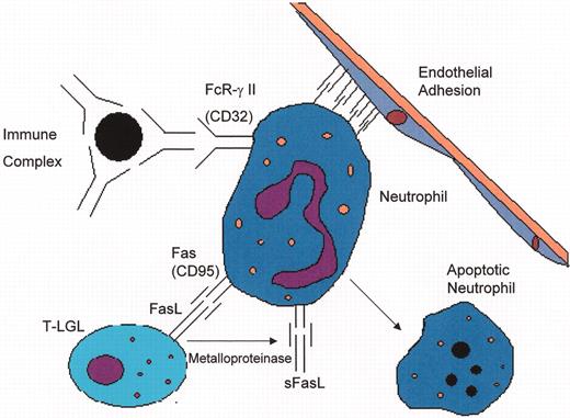 Loughran Figure 4. (in Berliner et al). Mechanisms of neutropenia in T cell large granular lymphocyte leukemia (T-LGL) and Felty’s syndrome (FS).