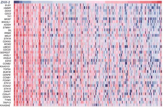 Shaughnessy Figure 6. (in Harousseau et al). ZHX-2 expression is inversely correlated with expression of proliferation genes in 221 myeloma cases. / The expression level of ZHX-2 (top row) is ordered from the lowest level (blue) on the left to the highest level (red) on the right. Expression higher than the median (red) and lower than the median (blue) of proliferation genes (rows) is presented for each patient (columns). Note the inverse correlation of proliferation genes and ZHX-2. This data, combined with the facts that ZHX-2 negatively regulates NF-Y and ZHX-2 loss is linked with poor outcome, strongly implies that loss of ZHX-2 gene expression results in upregulation of proliferation genes, imparting poor prognosis.