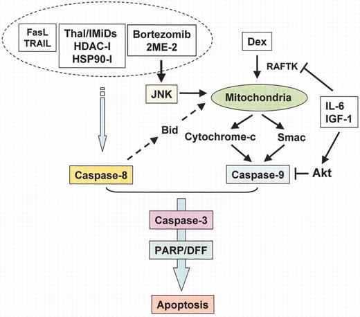Richardson Figure 9. (in Harousseau et al). Apoptotic signaling pathways triggered by conventional and novel therapies. / Radiation (IR), Fas/FasL, TRAIL and thalidomide/immunomodulatory analogs (IMiDs) trigger caspase-8, whereas arsenic trioxide (As2O3) and dexamethasone (Dex) trigger caspase-9, activation. Bortezomib induces both caspase-8 and caspase-9 activation. Interleukin (IL)-6 and insulin-like growth factor (IGF)-1 activate PI3-K/Akt cascade, which inhibits caspase-9/caspase-3 apoptotic signaling.