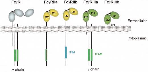 Schreiber Figure 5. (in Rosse et al). Schematic of Fcγ receptors.