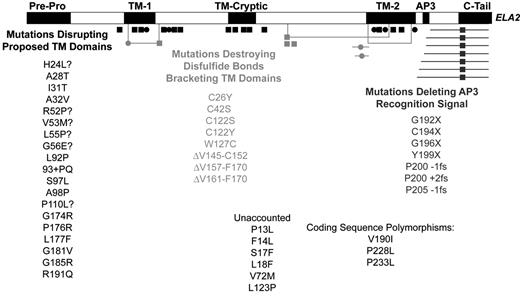 Figure 1. Fit of ELA2 mutations into one of three proposed functional categories. / The linear sequence of the protein is marked with respect to the processed pre-pro amino and carboxyl termini, predicted transmembrane domains (TM-1 and TM-2), cryptic transmembrane (TM-cryptic) domain predicted as a result of some mutations, and proposed recognition site of the AP3 mu subunit. Squares represent mutations exclusively causing severe congenital neutropenia (SCN). Circles indicate mutations found in cyclic neutropenia patients (but that may also appear in SCN patients). Horizontal lines depict deletions. Lines connected by right angles reveal disulfide bonds that generally bracket predicted transmembrane domains, with mutated cysteine residues at their corners. Missense mutations generally aligning with transmembrane domains are colored black. Mutations destroying disulfide bonds are shaded light gray. Chain terminating nonsense and frameshift mutations that delete the AP3 mu recognition signal are shaded dark gray. Each mutation, compiled from reference 10 and the author’s unpublished data, is shown once. Mutations unaccounted for by this classification scheme are listed in the text, but not charted.