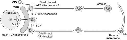 Figure 2. Proposed model of normal and pathological processing and transport of neutrophil elastase. / The product of the ELA2 gene, neutrophil elastase (NE), is shown in the membrane of the trans Golgi network (TGN). If the C-terminus is cleaved, then NE normally interacts with AP3 (via the mu subunit of AP3 recognizing a tyrosine residue, depicted by a black dot, in the cytoplasmic tail of NE), which transports it to granules, where NE re-equilibrates into a soluble form. If the C-terminus remains intact, then interaction with AP3 is blocked and NE is routed to a default destination in the plasma and other membranes. In SCN, deletions of the AP3 recognition signal or missense mutations that favor a transmembrane configuration of NE increase trafficking through the membrane pathway. Mutations of AP3 itself, as in canine cyclic neutropenia and HPS2, act similarly. In cyclic neutropenia, mutations disrupting the transmembrane segments favor a shift in equilibrium to soluble forms accumulating in granules. Mutations of Gfi1 lead to overexpression of ELA2, overwhelming normal AP3-mediated trafficking and diverting excess NE to membranes.