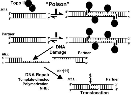 Figure 1. Single-strand nick model of DNA topoisomerase II-mediated damage in genesis of MLL translocations in infant leukemia. / DNA damage results when natural compound with properties of a DNA topoisomerase II poison induces DNA topoisomerase II-mediated single strand nicks on opposite DNA strands in MLL as well as in its partner gene and disrupts the cleavage-religation equilibrium. This creates long overhangs that serve as templates for polymerization, which results in sequence duplication. MLL and its partner gene contain a few bases of homology immediately at their points of fusion that enable DNA repair by non-homologous end joining. The schematic shows formation of the der(11) genomic breakpoint junction by attempted repair of DNA topoisomerase II-mediated damage. Similar events ensue in the creation of the genomic breakpoint junction on the other derivative chromosome. / Abbreviations: NHEJ, non-homologous end joining