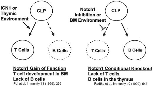 Figure 4. NOTCH1 signaling governs lymphoid cell fate decisions lymphogenesis. / Abbreviations: CLP, common lymphoid progenitor; BM, bone marrow; ICN1, intracellular Notch1