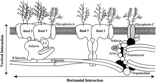 Figure 1. The erythrocyte membrane. A model depicting the major proteins of the erythrocyte membrane is shown: α and β spectrin, ankyrin, band 3, 4.1 (protein 4.1), 4.2 (protein 4.2), actin, and GP (glycophorin). / Reprinted with permission from Tse WT, Lux SE. Red blood cell membrane disorders. Br J Haematol. 1999; 104:2–13.