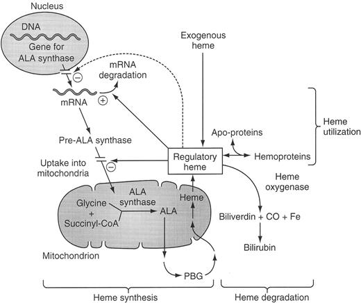 Figure 2:. Regulation of the hepatic heme biosynthetic pathway and subcellular localization of the enzymes of the pathway. . / Schematic of the synthesis of heme and its regulation. The regulatory heme pool acts to stimulate (+) or down-regulate (−) the indicated steps. Those steps indicated as not within the nucleus or mitochondrion take place in the cytosol. The dashed line indicates a still controversial regulatory effect of heme to decrease transcription of the gene of ALA synthase 1. / Abbreviations: ALA, 5-aminolevulinate; CO, carbon monoxide; CoA, coenzyme A; PBG, porphobilinogen. / Reprinted from Chemmanur AT, Bonkovsky HL. Hepatic porphyrias: diagnosis and management. Clin Liver Dis. 2004;8:807–838, with permission from Elsevier.