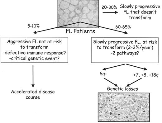Figure 1. Schematic of hypothetical disease progression in follicular lymphoma (FL). The left side would denote those cases with high macrophage content. The right side represents both the cytogenetically unstable cases that are at risk to transform and a subgroup of patients that may not be at risk to transform. Several pathways of clonal evolution are recognized as previously described.43
