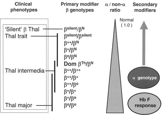 Figure 1. Primary and secondary modifiers of the β thalassemia phenotype. They include variable output from the β globin (β genotype); variable output from the α globin genes (α genotype) and variable Hb F response (co-inheritance of different QTLs controlling Hb F and F cell levels). / The consequences of these factors is the degree of chain imbalance (α/non-α globin ratio) and severity of ineffective erythropoiesis.