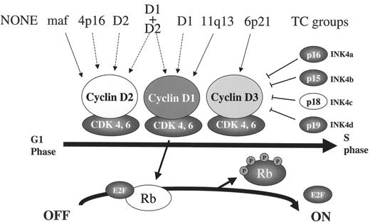 Figure 2. Alteration of RB pathway by both early and late pathogenic events. An early pathogenic event in tumors from seven of the translocation and cyclin D (TC) groups is dysregulation of one of the three CYCLIN D genes, either as a consequence of an Ig TLC (solid arrow), or by an unknown mechanism (dashed arrow). Increased expression of one of the Cyclin D proteins facilitates activation of CDK4 (or CDK6), which then phosphorylates and inactivates Rb so that E2F can facilitate G1>S cell cycle progression. This reaction is regulated by CDK inhibitors (INK4a-d), so that increased proliferation of some multiple myeloma (MM) tumors occurs only after a late oncogenic event that inactivates Rb or p18INK4c.
