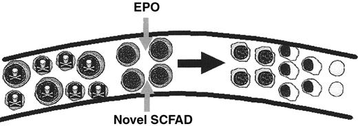 Figure 1. Therapeutic actions for γ-globin gene induction in the β-thalassemias. / Abbreviations: EPO, erythropoietin: SCFAD, short chain fatty acid derivative, HDACi, histone deacetylase inhibitor; AC, acetyl group; R, repressor; SSP, stage selector protein(s)