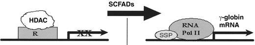 Figure 1. Therapeutic actions for γ-globin gene induction in the β-thalassemias. / Abbreviations: EPO, erythropoietin: SCFAD, short chain fatty acid derivative, HDACi, histone deacetylase inhibitor; AC, acetyl group; R, repressor; SSP, stage selector protein(s)