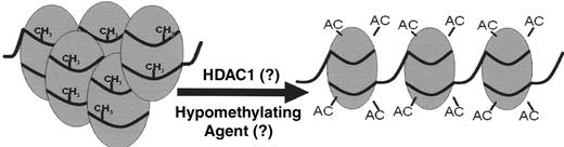 Figure 1. Therapeutic actions for γ-globin gene induction in the β-thalassemias. / Abbreviations: EPO, erythropoietin: SCFAD, short chain fatty acid derivative, HDACi, histone deacetylase inhibitor; AC, acetyl group; R, repressor; SSP, stage selector protein(s)