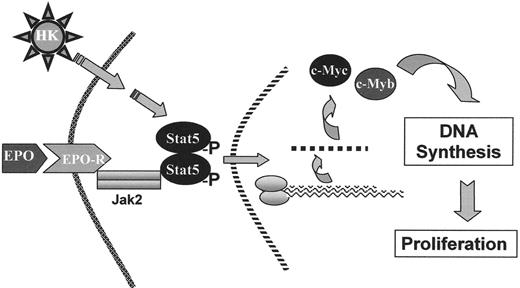 Figure 2. Hemokine (HK) signaling. / A few short chain fatty acid derivatives, referred to as “Hemokines” (HK), stimulate erythroid proliferation and prolong erythroid cell survival through the same signaling pathways utilized by erythropoietin (EPO) and interleukin-3 .