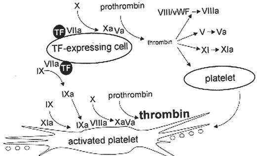 Figure 1. A cell-based model of coagulation (see text for further explanation). Adapted from Jurlander B. Seminars in Thrombosis and Haemostasis. 27:373,2001. This model also is amenable to a tissue factor independent mechanism of thrombin generation in the absence of tissue factor and FVIII or FIX, such as would be the condition in severe congenital hemophilia A or B with alloantibody inhibitors or in acquired hemophilia with autoantibody inhibitors. In these situations According to the findings of Monroe et al.13 suprapharmacologic doses of rFVIIa can bind non-specifically to the activated platelet without the requirement of TF and subsequently can activate factor X to Xa in the absence of factor VIII or IX. In contrast, the Mann model14 suggests that suprapharmacologic doses of rFVIIa activates coagulation by overcoming an intrinsic inhibition of zymogen FVII in the absence of TF.