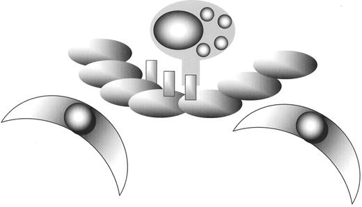Figure 1. Atherosclerosis is initiated when leucocytes adhere to the endothelium as a result of expression of adhesive proteins.