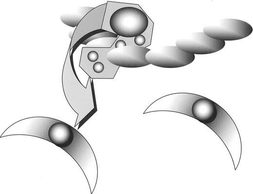 Figure 2. Leucocytes than cross the endothelial barrier and begin to accumulate.