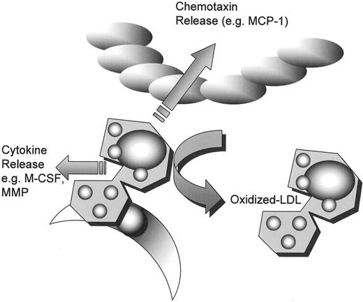 Figure 3. Monocytes within the sub-endothelial space subsequently “orchestrate” the development of atherosclerosis through cytokine release.