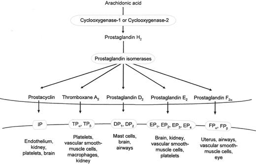 Figure 1. The cyclooxygenase (COX)-1 and -2 pathway. Prostaglandins (PG) are formed by specific isomerases from the COX product PGH2. They act through G protein transmembrane receptors. / Abbreviations: IP, prostacyclin receptor; TP, thromboxane receptor; DP, PGD2 receptor, EP, PGE2 receptor, FP, PGF2α receptor.