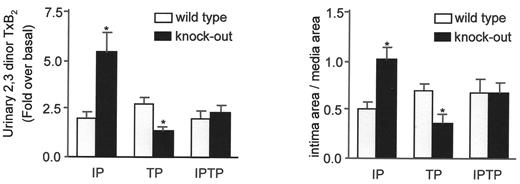 Figure 3. The impact of deletion of the prostacyclin receptor on the thrombotic (left panel) and proliferative (right panel) response to catheter-induced carotid vascular injury in mice. The endothelium of the common carotid artery was denuded in this model using a fine wire. This activates platelets, as reflected by an enhanced biosynthesis of thromboxane (Tx) A2 (left panel), and causes neointimal formation, which can be quantified on histological crossections two weeks after the procedure (right panel). The procedure-related platelet activation and thromboxane biosynthesis, as reflected by urinary excretion of its metabolite 2,3 dinor TxB2, was augmented in mice deficient for the prostacyclin receptor (IP). Deletion of the thromboxane receptor (TP) reduced the procedure-related increment in thromboxane biosynthesis. Simultaneous deletion of both receptors (IPTP) compensated for the effects of the individual receptors. / Redrawn with permission from Cheng Y, Austin SC, Rocca B, et al. Role of prostacyclin in the cardiovascular response to thromboxane A2. Science. 2002; 296(5567):539–541.