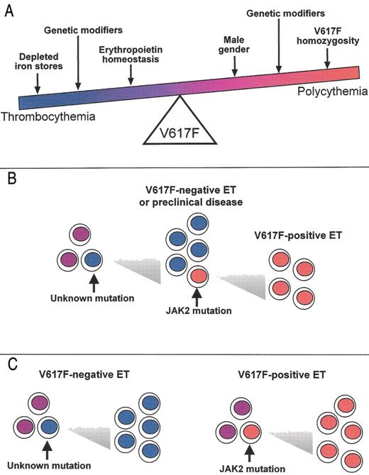 Campbell and Green Figure 1. The continuum model for V617F-positive thrombocythemia and polycythemia. . / The phenotypic consequences of the V617F mutation, and hence the position of any individual within the continuum, will depend on physiological and genetic modifiers. Erythropoiesis is constrained by iron deficiency and low serum erythropoietin, but is promoted by male gender and V617F-homozygosity. Other acquired and inherited modifiers are also likely to affect the phenotype. The position of the arrows is not meant to denote the relative strength of the various modifiers.