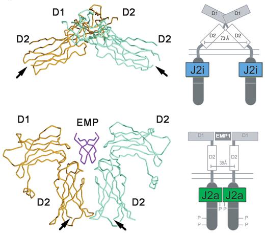 Kaushansky Figure 1. The structure of EPO-R in the absence and presence of an activating ligand. . / The α-carbon trace of the extracellular domain of EPO receptor in the absence (A) and presence (B) of an activating EPO mimetic peptide (EMP) is shown, along with a cartoon representation of the intracytoplasmic events that ensue upon ligand binding. / J2i indicates inactive JAK2; J2a, active JAK2. / Adapted from Livnah et al24 and reproduced with permission. Copyright 1999 AAAS.