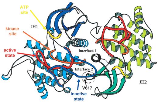 Kaushansky Figure 2. A proposed structure of JAK2. . / The ribbon diagrams of the JH1 (predominant color blue) and JH2 (predominant color green) domains of JAK2 are shown, modeled on the structure of the dimeric fibroblast growth factor receptor structure. The activation loop of JH1 is shown in possible conformations, active (red) and inactive (blue) The kinase site is shown in orange and the adenosine triphosphate (ATP) binding site in yellow. The site of interaction of JH2 and the activation domain of JH1 is shown encircled, along with the location of Val617. / Adapted from Lindauer et al26 and reproduced with permission of Oxford University Press.