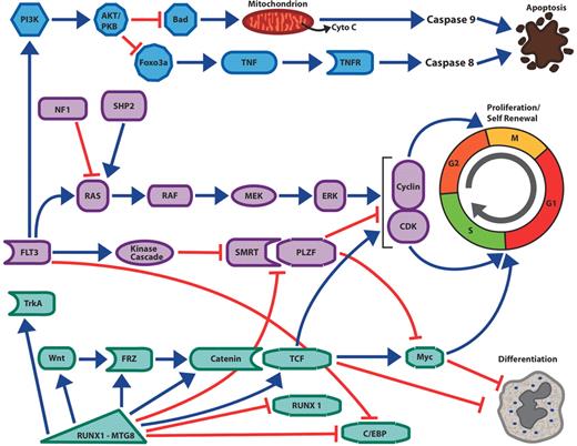 Licht and Sternberg Figure 1. Interconnected pathways of survival, proliferation and self-renewal in acute myelogenous leukemia (AML). . / Activating mutations of the Flt3 receptor tyrosine kinase activates the PI 3-kinase pathway and the AKT kinase, leading inhibition of the pro-apoptotic BH3-only protein Bad; this discourages mitochondrial-mediated apoptosis and caspase 9 activation. Activation of AKT also inactivates the Foxo3a transcription factor leading to decreased expression of components of the extrinsic cell death pathway mediated by members of the tumor necrosis factor and their cognate receptors. Activating mutations of the Flt3 kinase, ras or Shp2 protein as well as inactivating mutations of neurofibromin (NF1) leads to activation of the Map kinase pathway, the upregulation of cyclins, decreased expression of cyclin-dependent kinases and increased cell proliferation. Flt3 activation may also encourage cell proliferation by deactivation of transcription factor complexes. The PLZF growth suppressor, which inhibits cell growth by repression of c-myc and cyclin A2, binds to a critical co-factor SMRT. In response to activation of tyrosine kinase pathways, SMRT is phosphorylated, exported from the nucleus and is no longer able to cooperate with PLZF to repress transcription and cell growth. Chimeric transcription factors such as RUNX1-MTG8 and PML-RAR can upregulate components of the Wnt/catenin pathway. Wnt signaling through T cell factor (TCF) transcription factors stimulates myc and cyclin D1 expression as well as other target genes, leading to both proliferation and the ability of the undifferentiated leukemic stem cell to renew itself in the absence of differentiation. The differentiation block in AML may occur by several different mechanisms. Flt3 mutations are associated with decreased C/EBP expression, and Flt3 inhibitors lead to increased expression of that critical myeloid transcription factor. In the case of leukemia associated with RUNX1-MTG8 expression, the fusion protein acts as a dominant negative form of Runx1. Runx1, which is essential for myeloid development, normally synergizes with the C/EBP transcription factors to stimulate myeloid genes. In contrast Runx1-MTG8 blocks C/EBP function and expression and thereby blocks myeloid differentiation. Increased Wnt signaling due to the fusion protein can increase myc expression, which also favors proliferation and self-renewal over differentiation. Runx1-MTG8 can increase expression of TrkA, potentially contributing to cell proliferation. / Green arrows = stimulatory pathways. Red lines = inhibitory pathways.