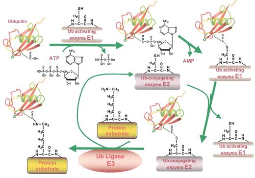 Orlowski Figure 1. The ubiquitin conjugating pathway. . / Proteins destined for degradation through the ubiquitin-proteasome pathway are first labeled with ubiquitin (Ub) tags by the Ub conjugating machinery detailed in this figure. In the initial step, ubiquitin, a highly conserved 8.5 kDa protein, is activated in an ATP-dependent fashion by an E1 Ub activating enzyme, forming a high energy Ub-E1 bond. The thiolester linkage is preserved during the next step, in which the Ub moiety is transferred to an E2 Ub conjugating enzyme. In association with an E3 ubiquitin ligase, the E2 then generally transfers the Ub moiety to an ε-amino group of a specific lysine residue of the target protein. Several cycles of this reaction occur to generate the poly-ubiquitin chains that mark a protein for proteolysis. This figure has been adapted from ScienceSlides 2005 (VisiScience Inc.; www.visiscience.com) with permission of the publisher.