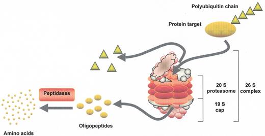 Orlowski Figure 2. Proteasome-mediated proteolysis. . / Polyubiquitinated proteins are substrates for proteolysis by the 26S proteasome, which is made up of a core 20S particle and two 19S regulatory cap structures at either end. The 20S core is arranged as four stacked rings, with each of the outer rings containing α subunits that serve a structural function, while the two inner rings contain β subunits that encode the proteolytic activities. Ub tags are recognized by subunits of the cap structure and removed by deubiquitinating enzymes for later reuse. Protein targets are then unwound in an ATP-dependent fashion and fed into a central chamber in the proteasome, where the proteases generate oligopeptides that are later further degraded outside of the proteasome into their constituent amino acids. This figure has been adapted from ScienceSlides 2005 (VisiScience Inc.; www.visiscience.com) with permission of the publisher.